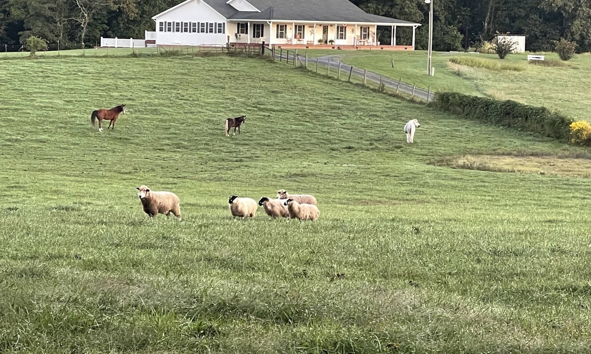 Mount Jackson House | Charming FarmHouse with animal meet&greet