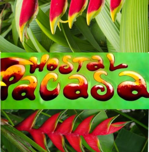 David Hostel | PaCasa Hostel