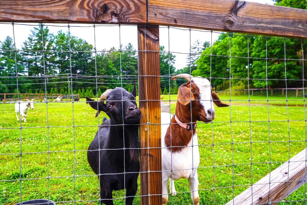 Pisgah Forest House | Pisgah Forest Farm Home: Outdoor Pool & Games