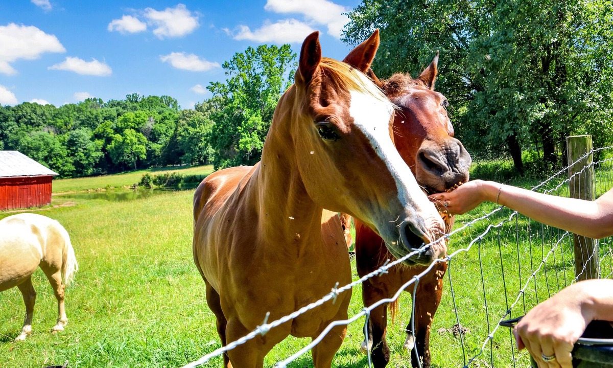 Drake House | Ranch Retreat ~ Horses, Wildlife & Country Living
