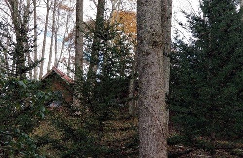 Waynesville Cabin | 1/2 mile to Blue Ridge Parkway, Tall Woods Cabin, number 3
