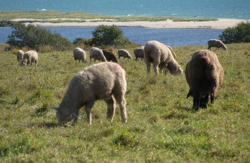 Chilmark Cottage | Charming Rustic Cottage