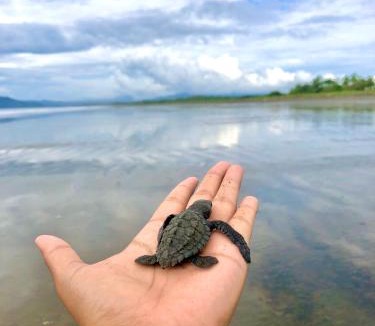 Canas Other | Explorer Isla Cañas