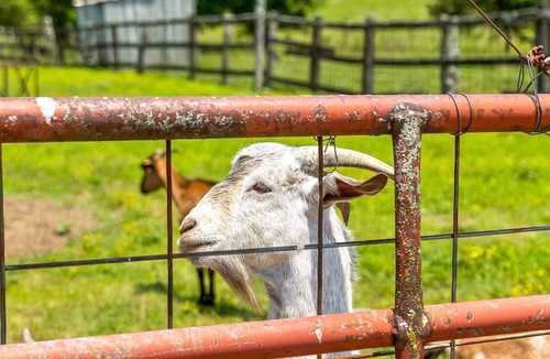 Lookout Valley Neighborhood Association House | Farm Stay w/ pool - 15 Mins to Chattanooga- Tiny 2