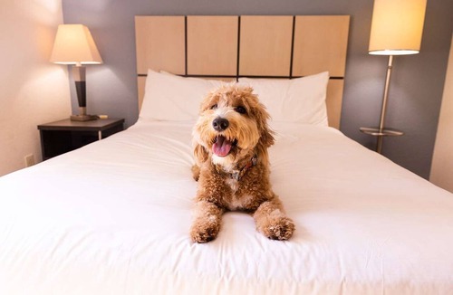 Brentwood Hotel | Nature Meets Comfort | Full Kitchen, Pet-friendly, Long Stays Welcome