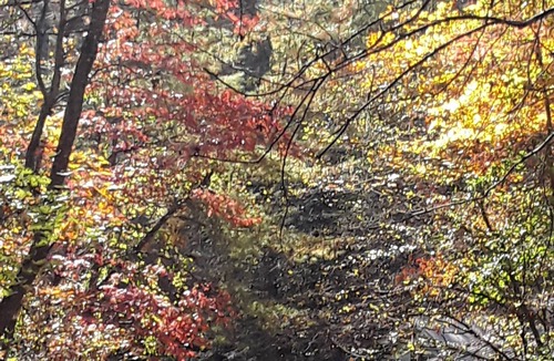 Dahlonega Cottage | Private, Peaceful Cottage on the Chestatee River and Dahlonega Plateau