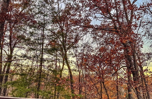 Wellington Cabin | The Shady Lane Hideaway