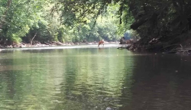 Charming 2-bedroom cabin in Big Clifty with WiFi, AC