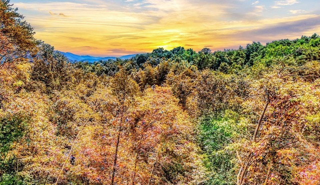 Mighty Birdsong: 2 New Cabins w/Hot Tubs, Indoor Pools, Mtn Views, Firepit