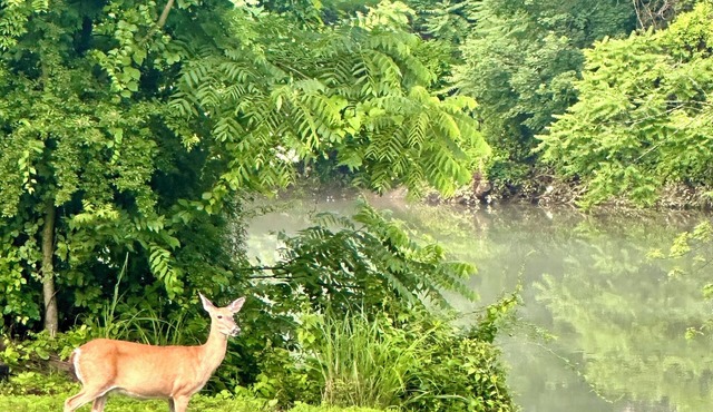 Riverfront Escape - Firepit, Lawn Games & Summer Adventures!