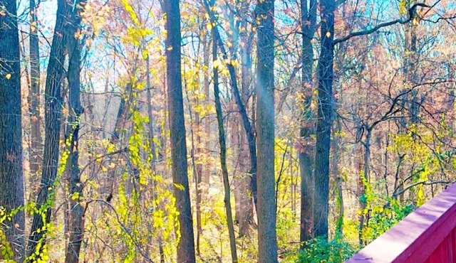 Wooded 3BR Retreat Near DC: Free Parking. Pet/Infant/Kids-Friendly. Private Deck in Silver Spring