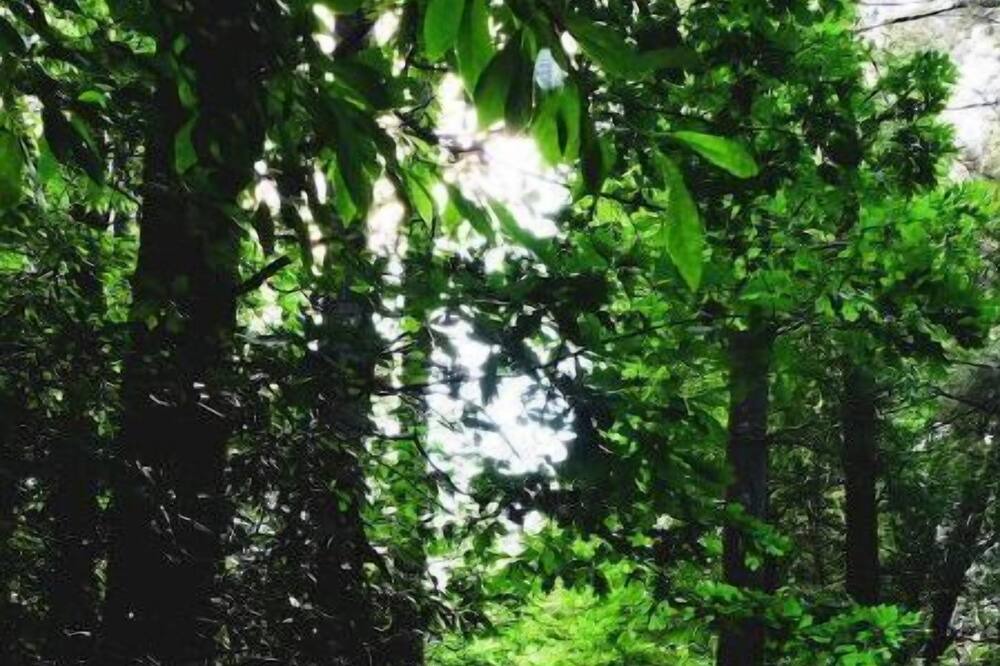 Photo of Others in Mills River