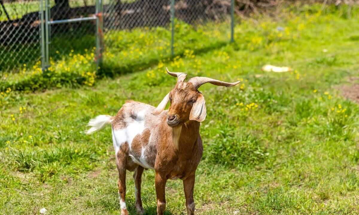 Photo of Others in Lookout Valley Neighborhood Association