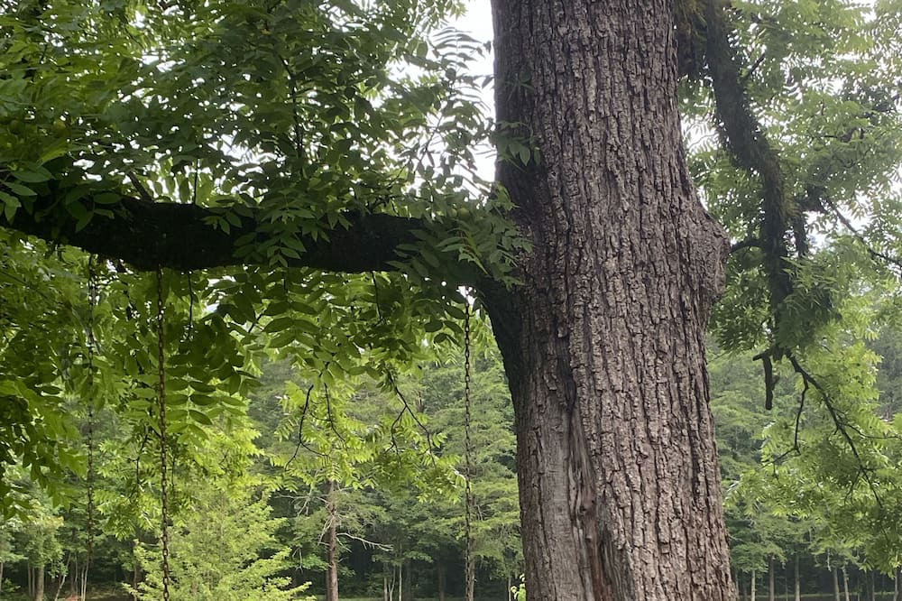 Photo of Outdoor in Pickens