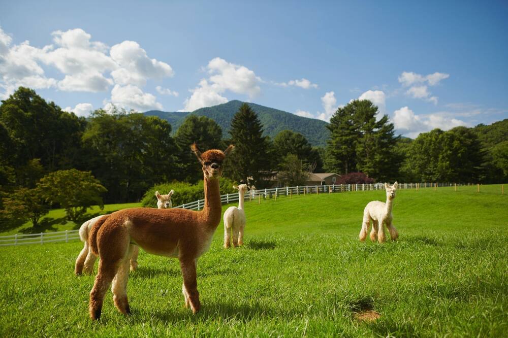 Photo of Outdoor in Waynesville