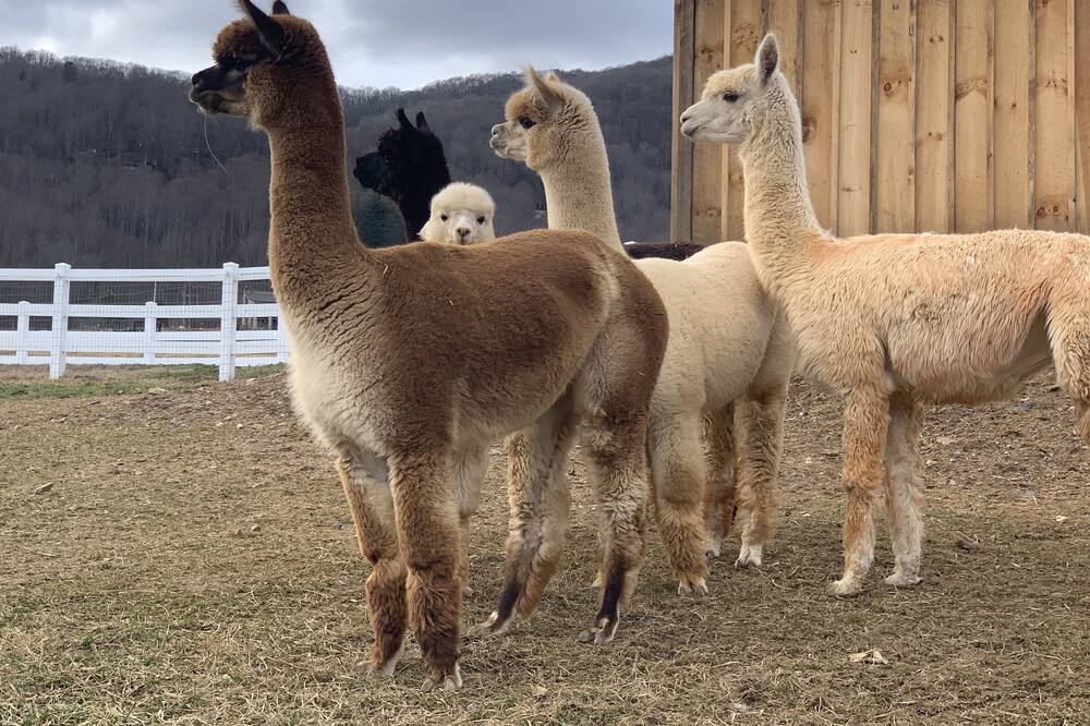 Photo of Others in Waynesville