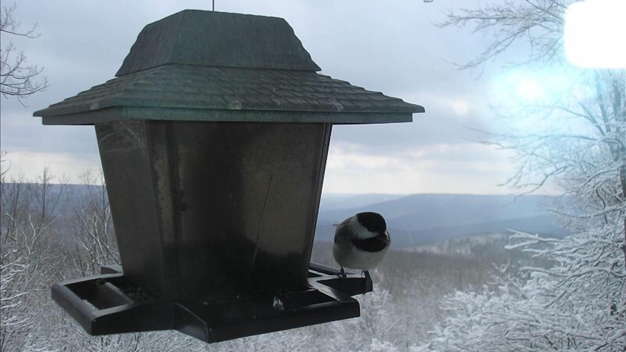 Photo of Others in Sewanee