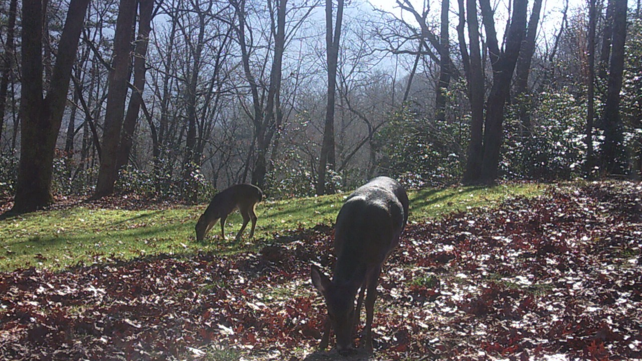 Photo of Outdoor in Pisgah Forest