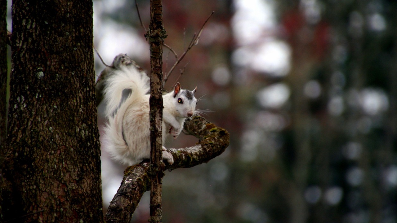Photo of Others in Pisgah Forest
