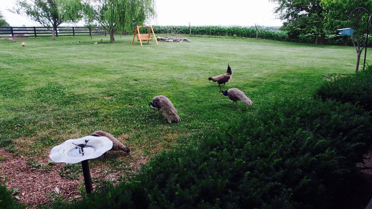 Photo of Outdoor in Danville