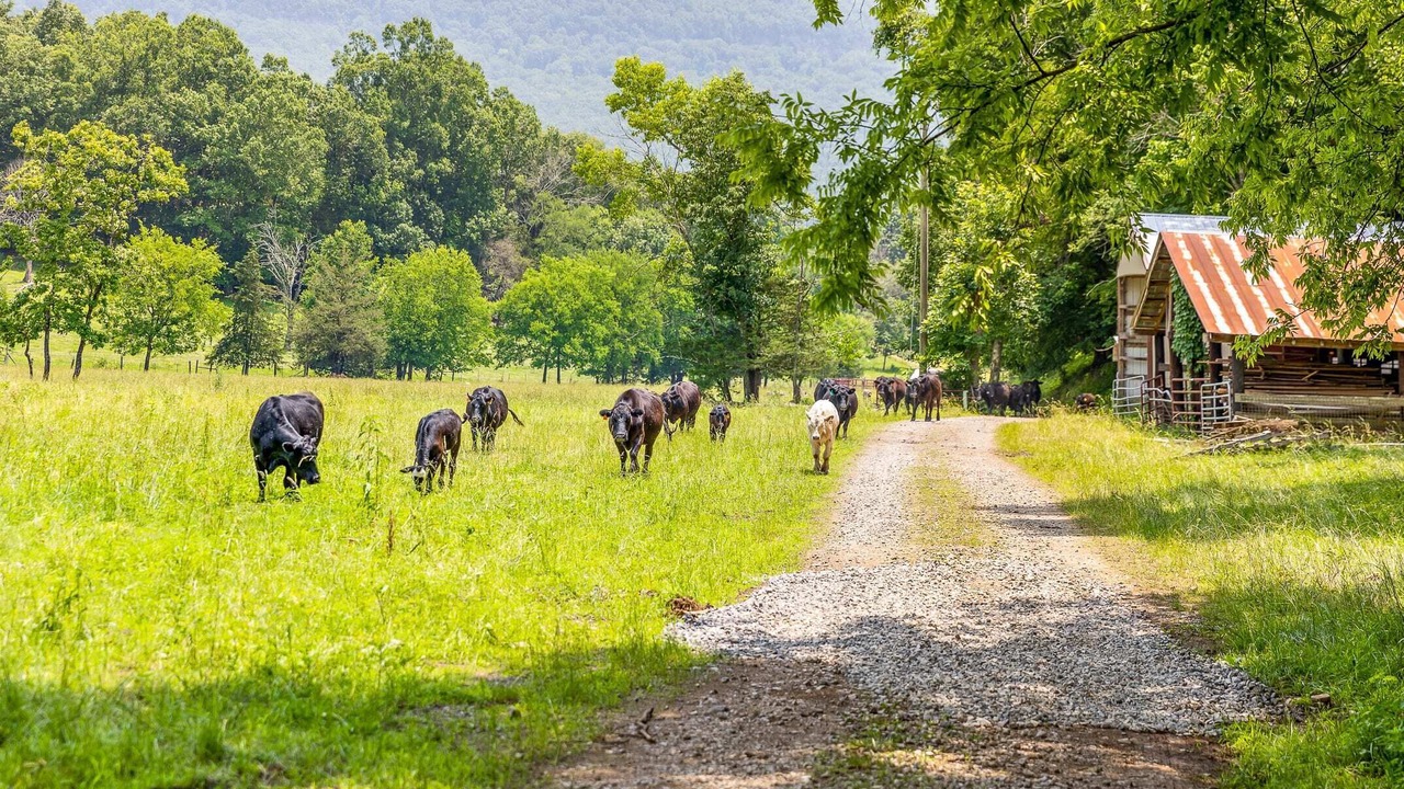 Photo of Others in Lookout Valley Neighborhood Association