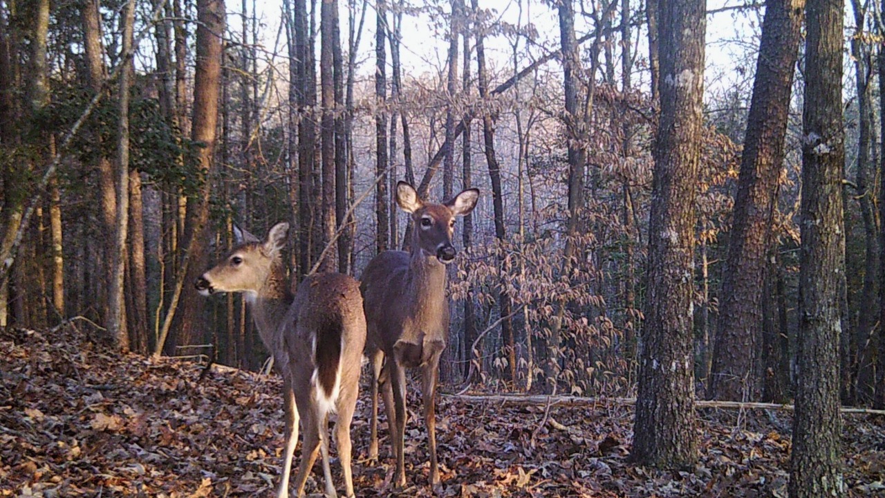 Photo of Others in Pickens