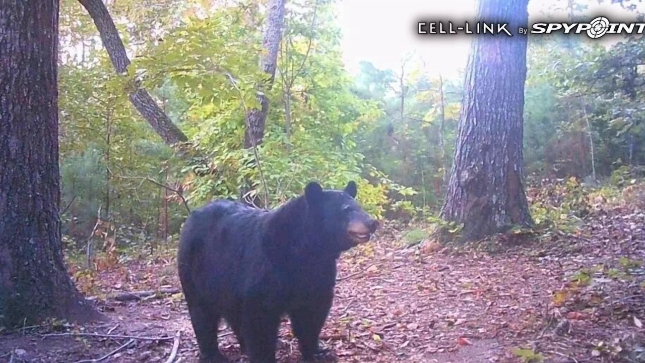 Photo of Others in Pickens