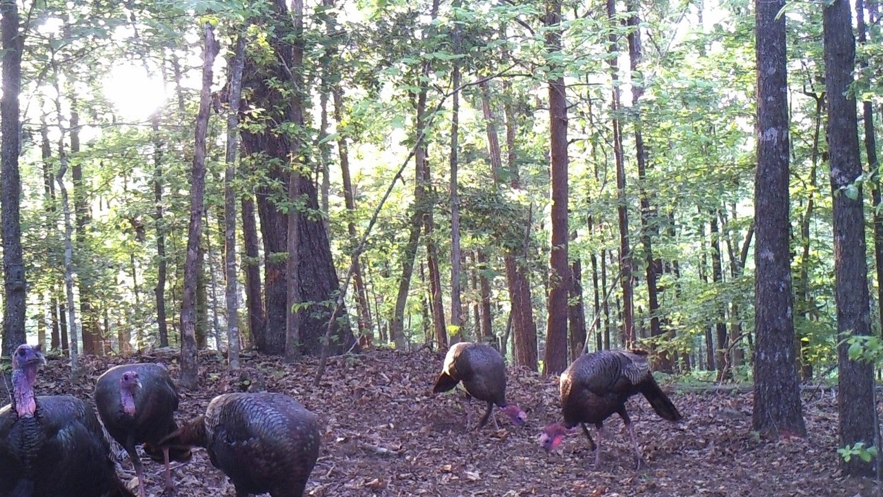 Photo of Others in Pickens