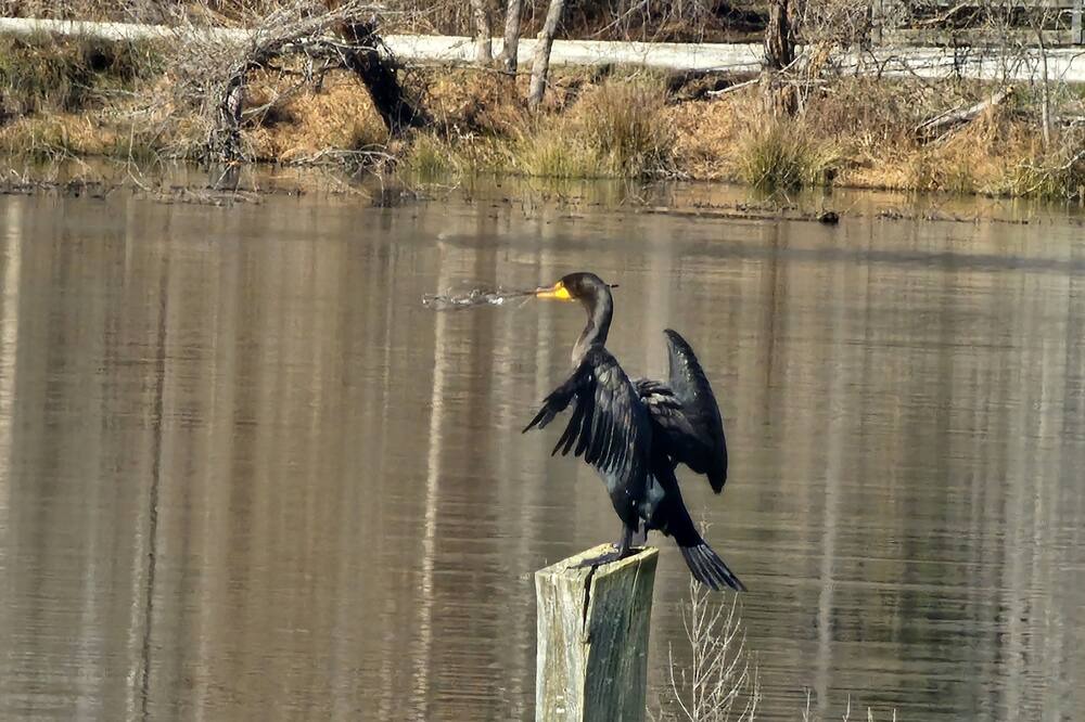 Photo of Others in Cedar Grove