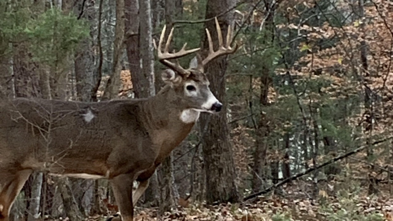 Photo of Others in Bronston