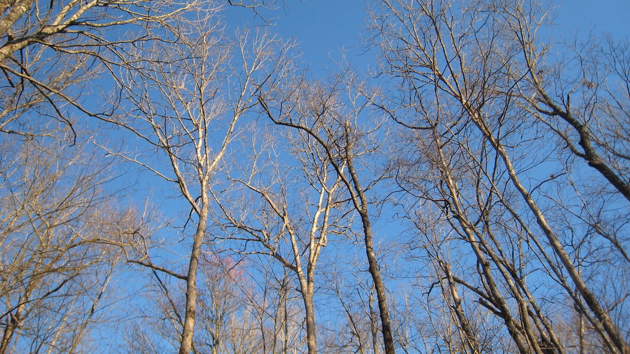 Photo of Outdoor in Brevard