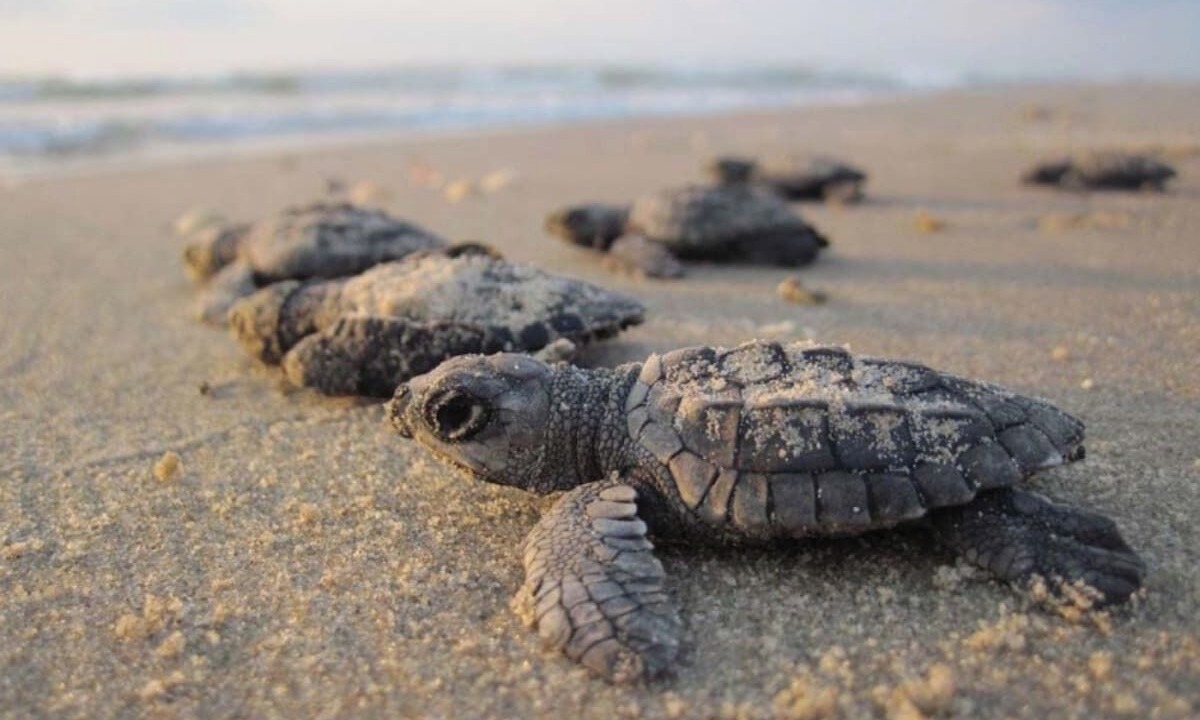 Photo of Others in Ocean Isle Beach