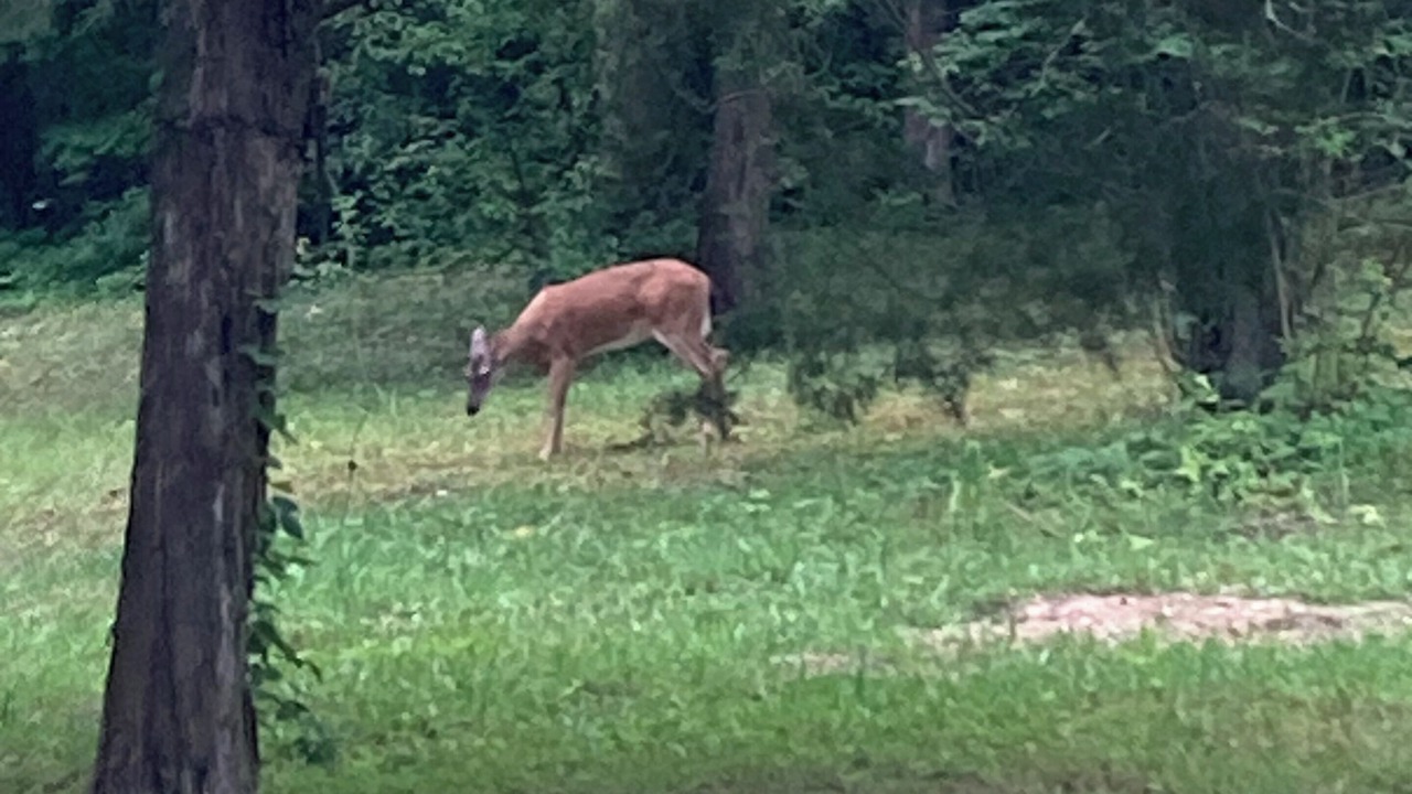 Photo of Outdoor in Speedwell