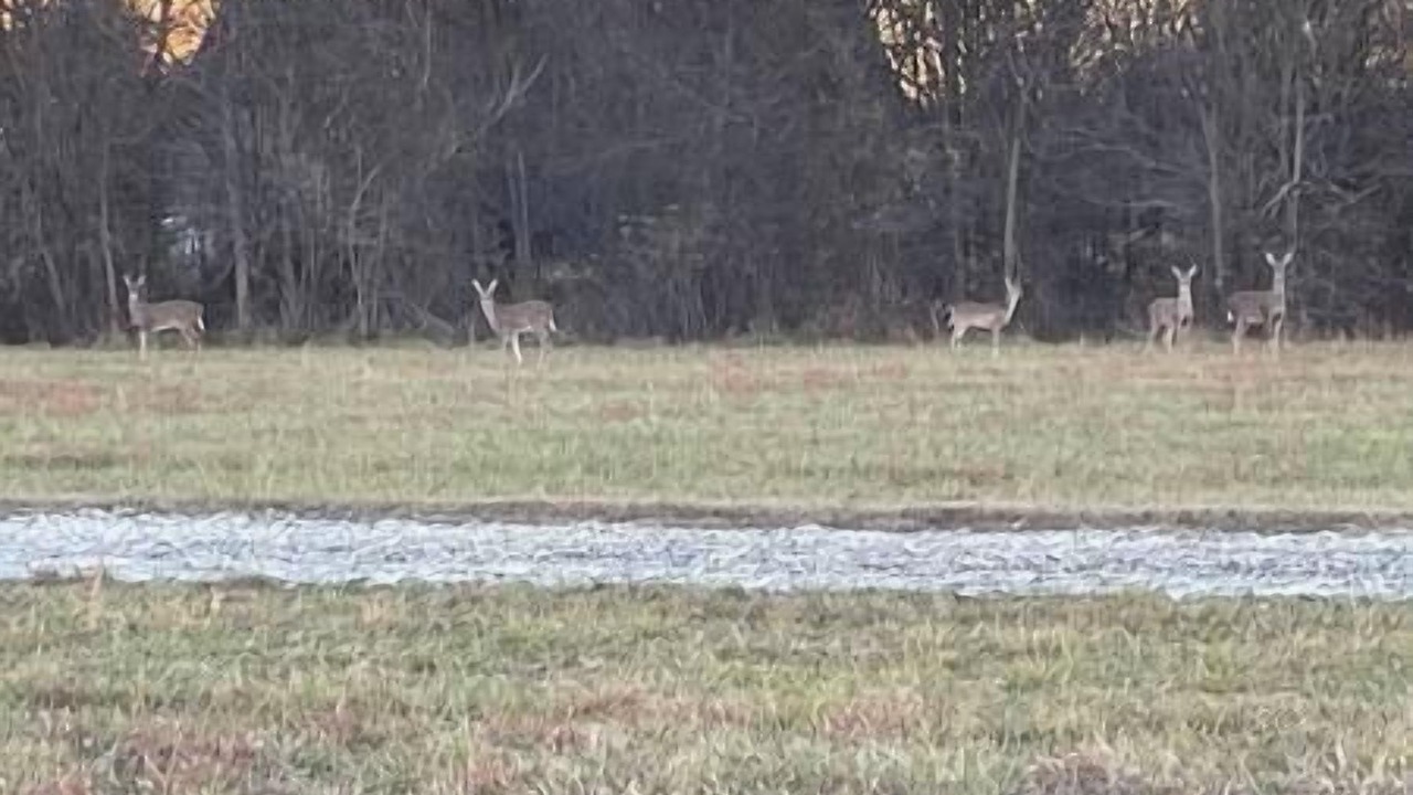 Photo of Others in Chickamauga