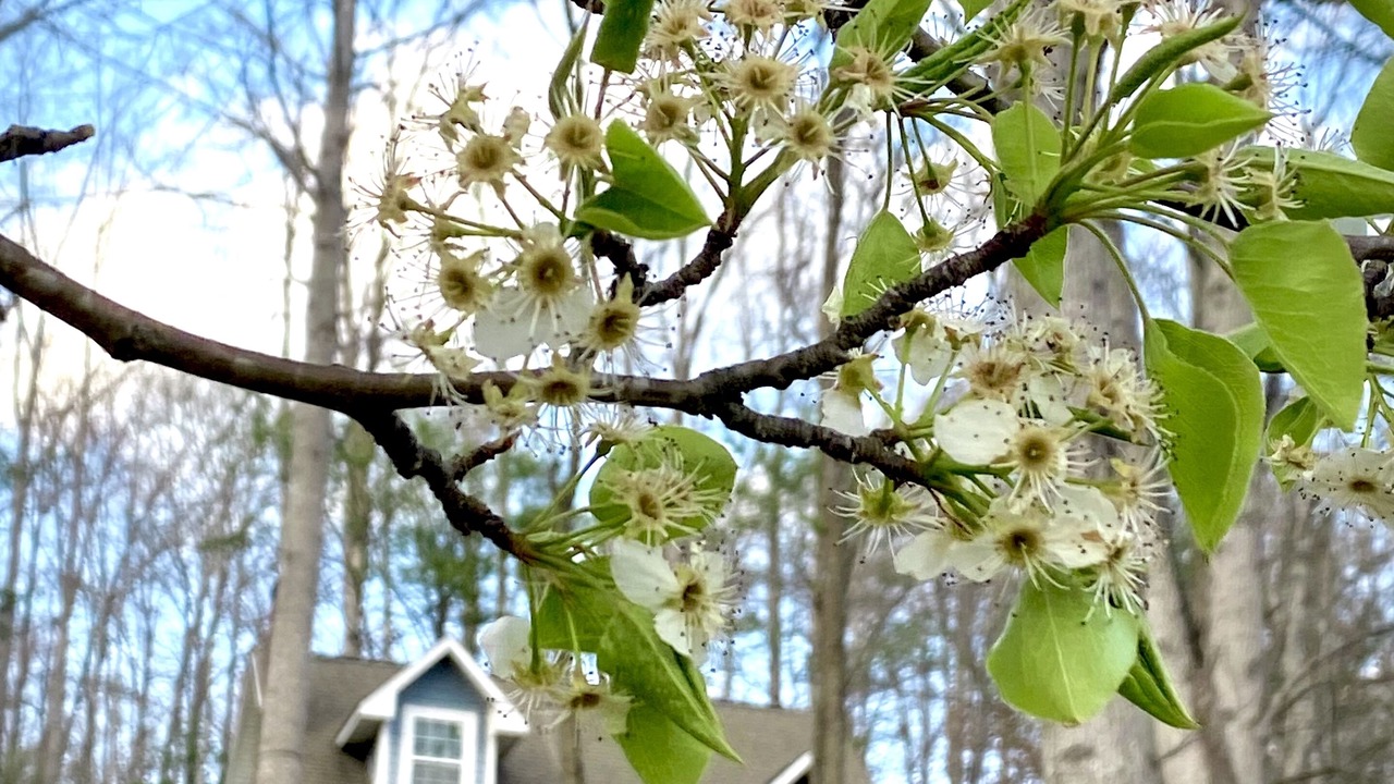 Photo of Outdoor in Sylva