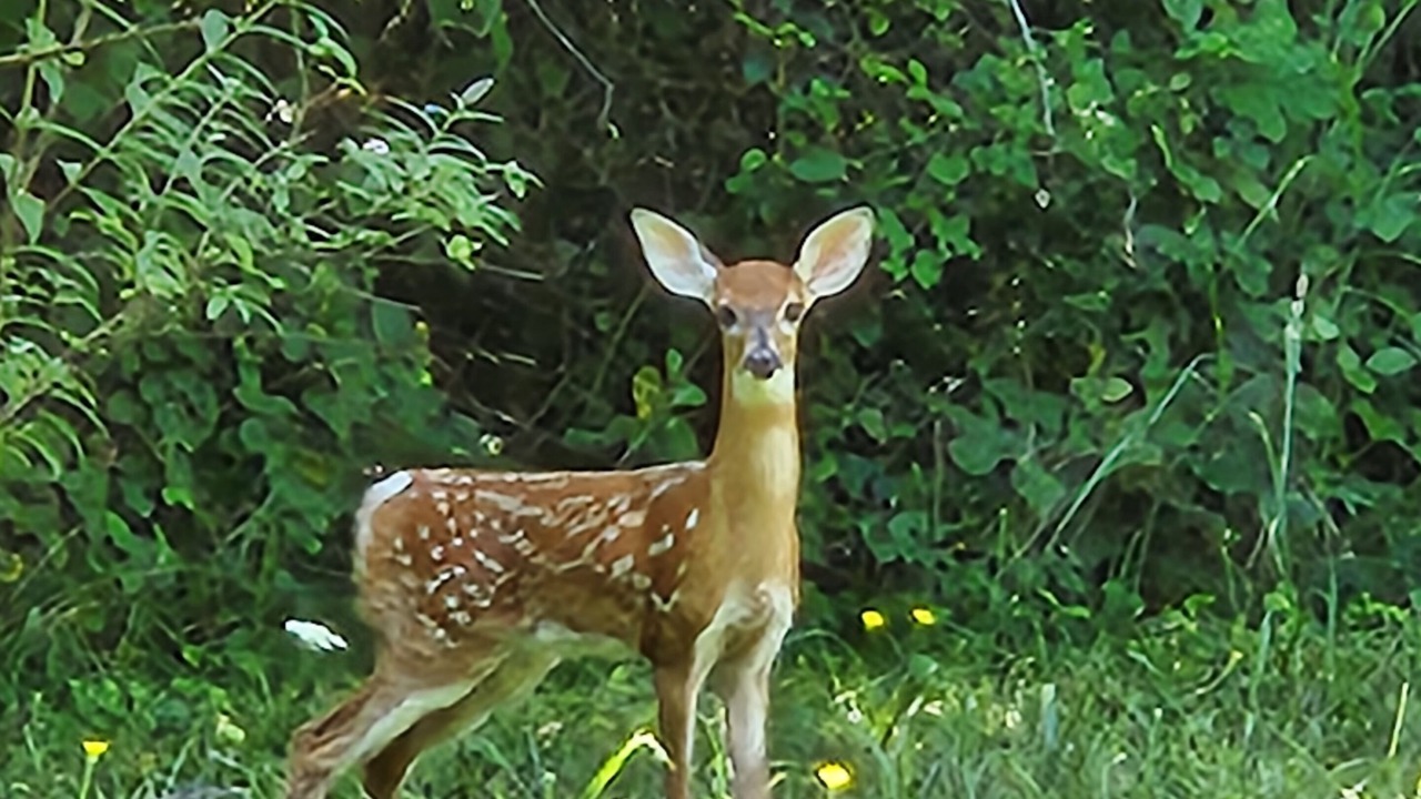 Photo of Others in Asheville