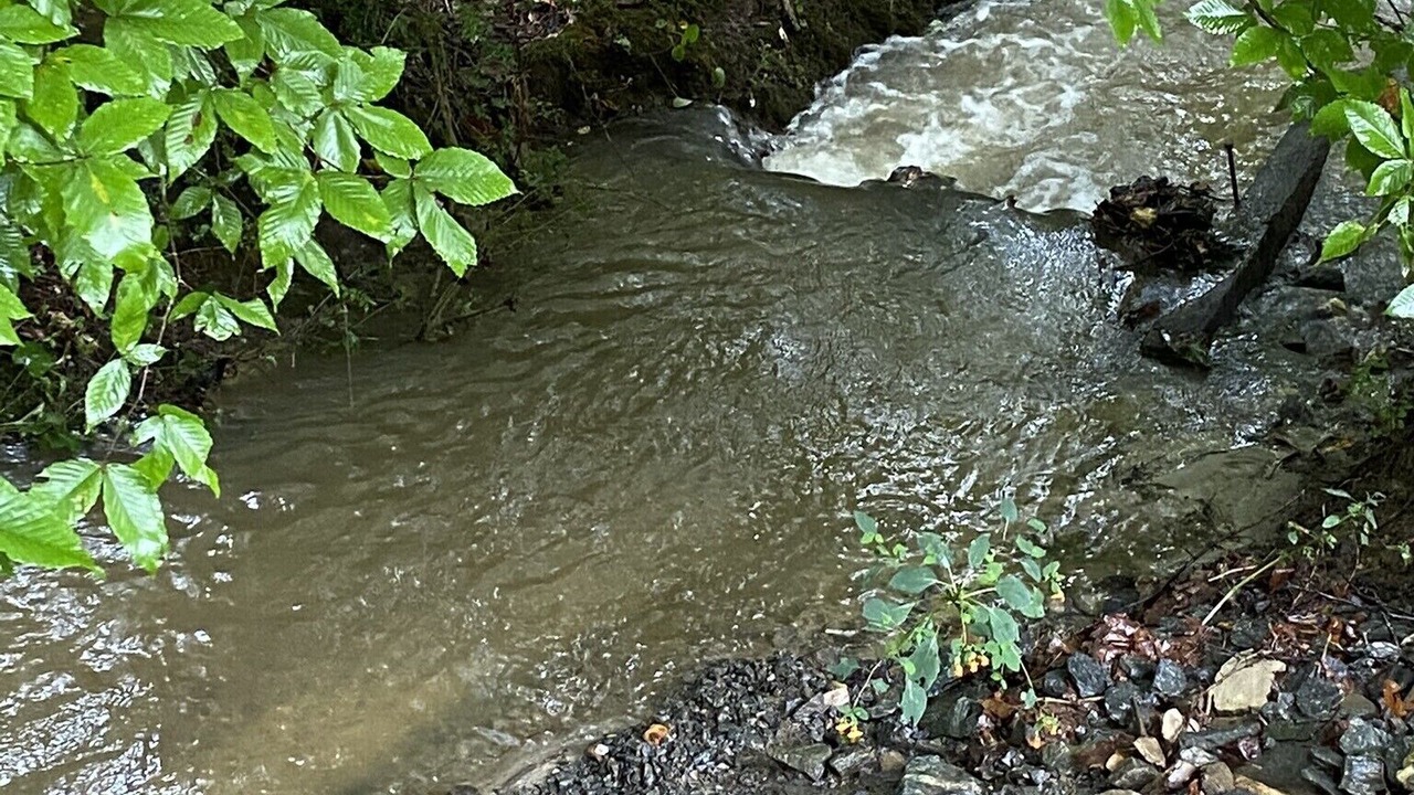 Photo of Others in Pisgah Forest