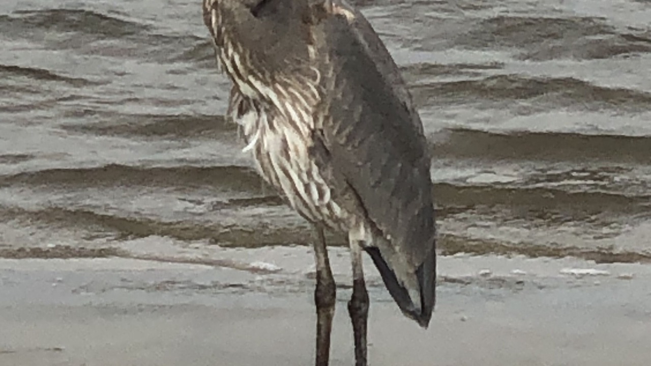 Photo of Others in Long Beach