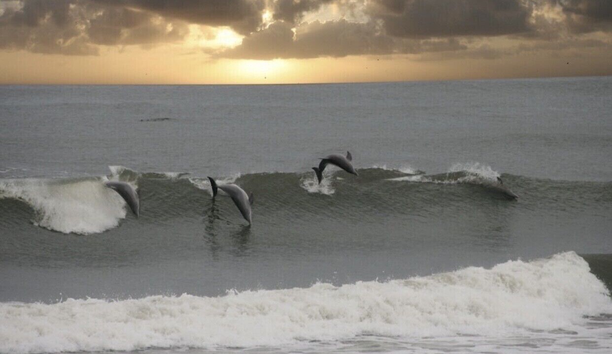 Photo of Others in North Topsail Beach