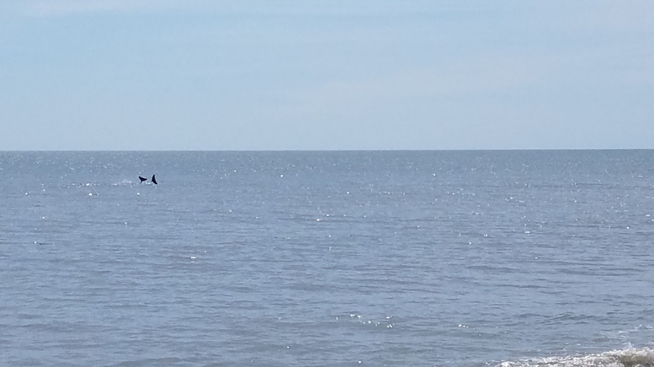 Photo of Others in Sandbridge