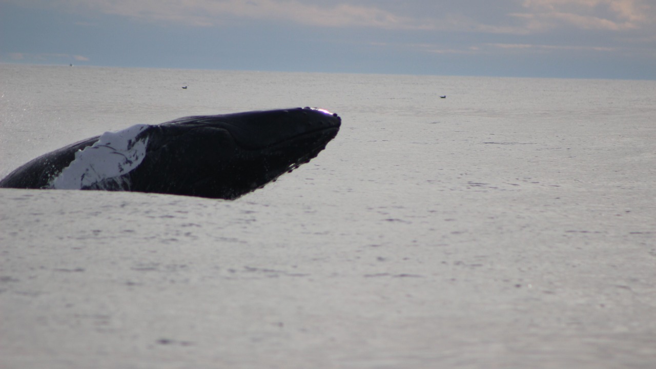 Photo of Others in Morehead City