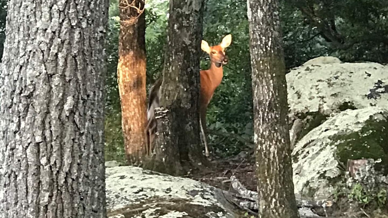 Photo of Outdoor in Traphill