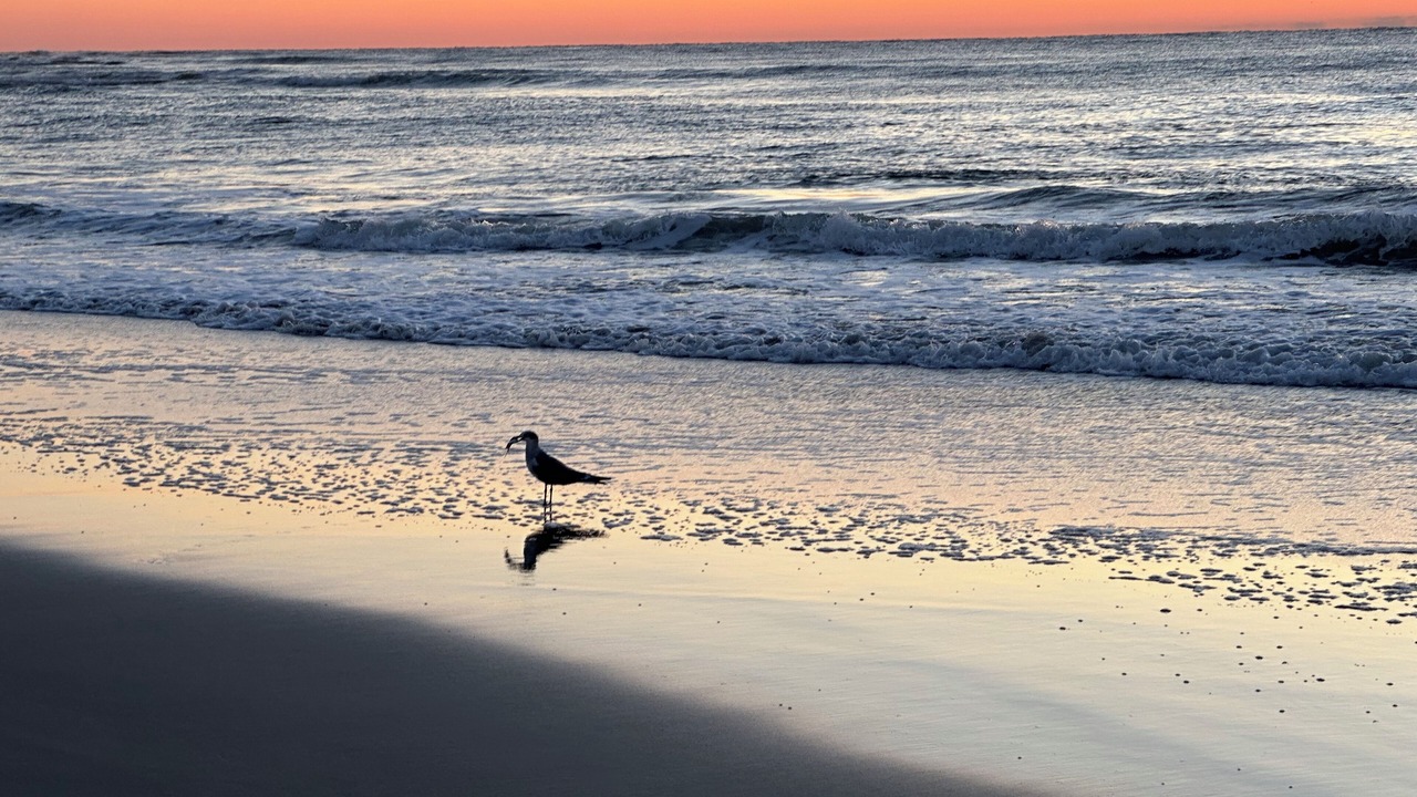 Photo of Others in Pawleys Island