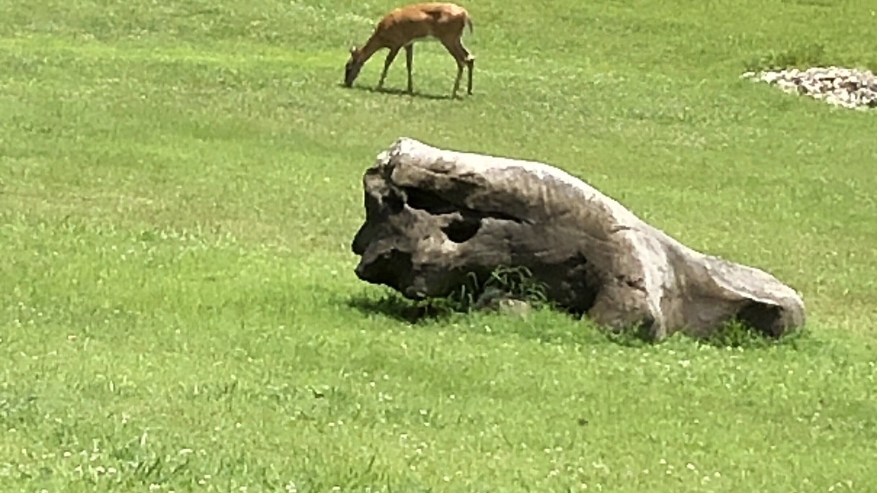 Photo of Others in Bronston
