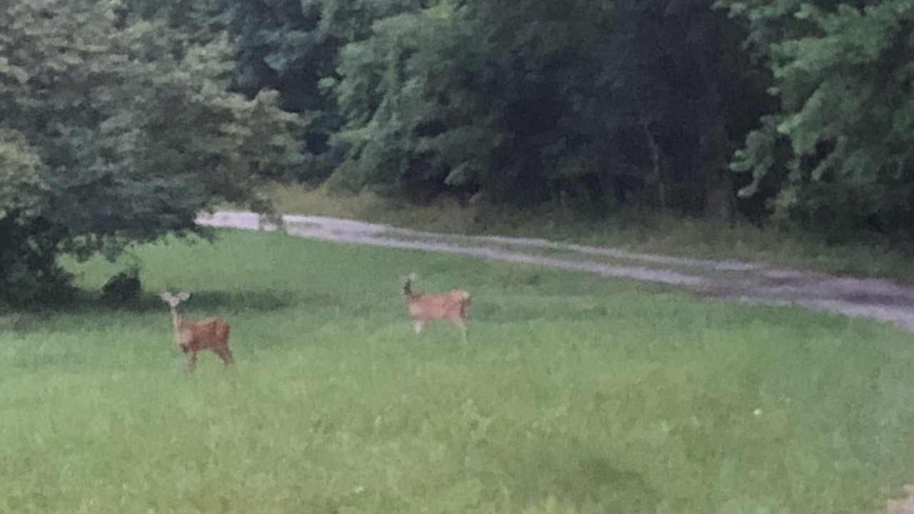 Photo of Others in Monteagle