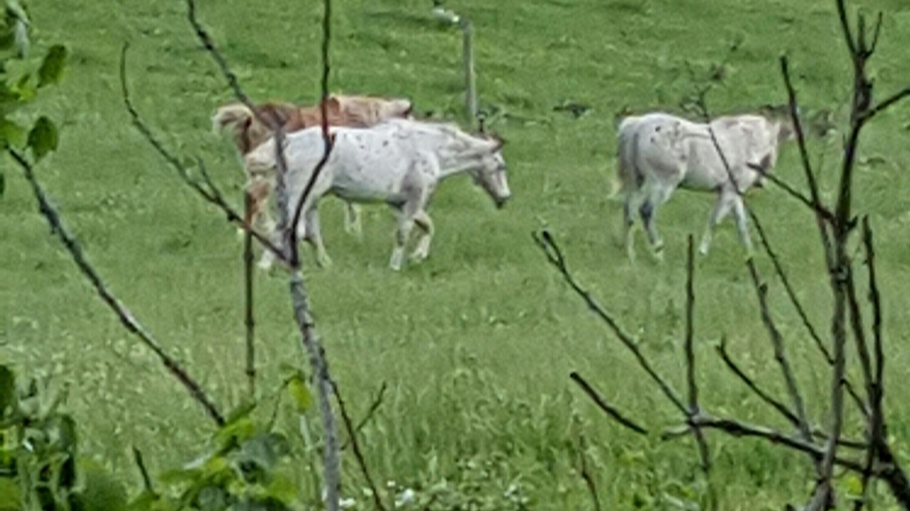 Photo of Others in Penrose