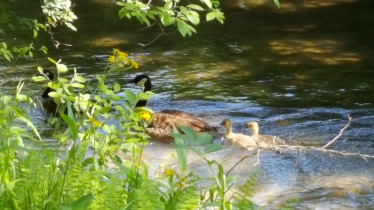 Photo of Outdoor in Penrose