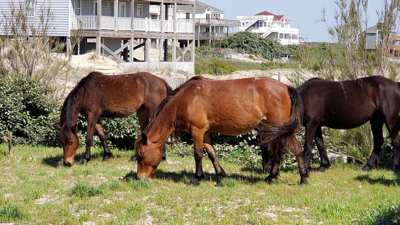 Photo of Outdoor in Corolla