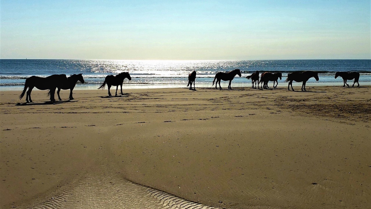 Photo of Others in Corolla
