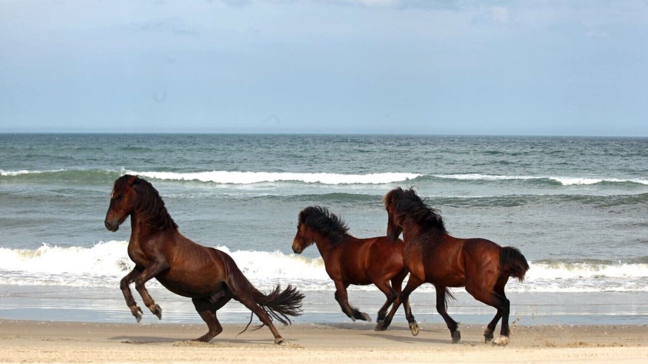 Photo of Others in Corolla